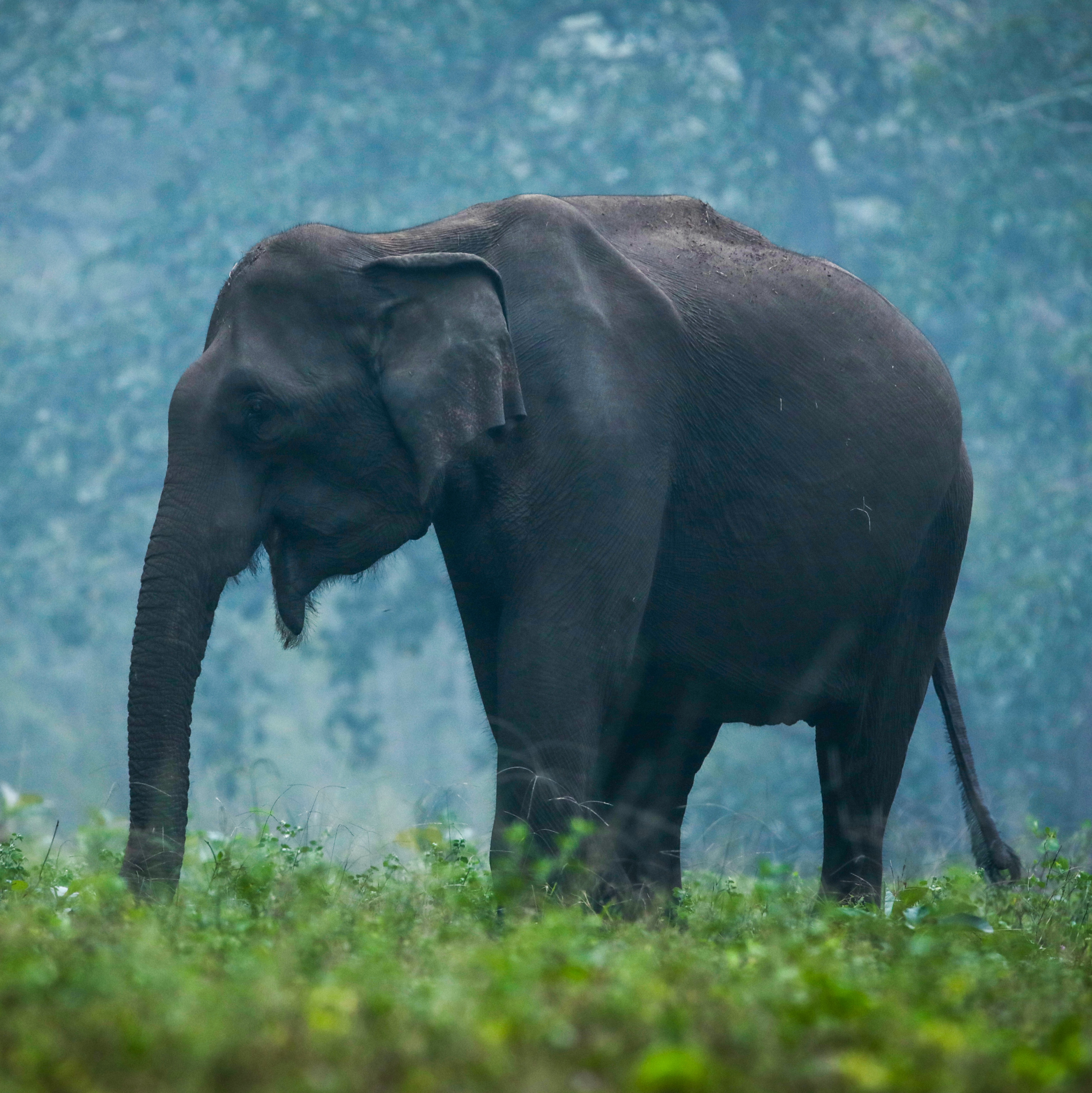 Trekking - Forest trail - Kozhikode Leisure Tourism
