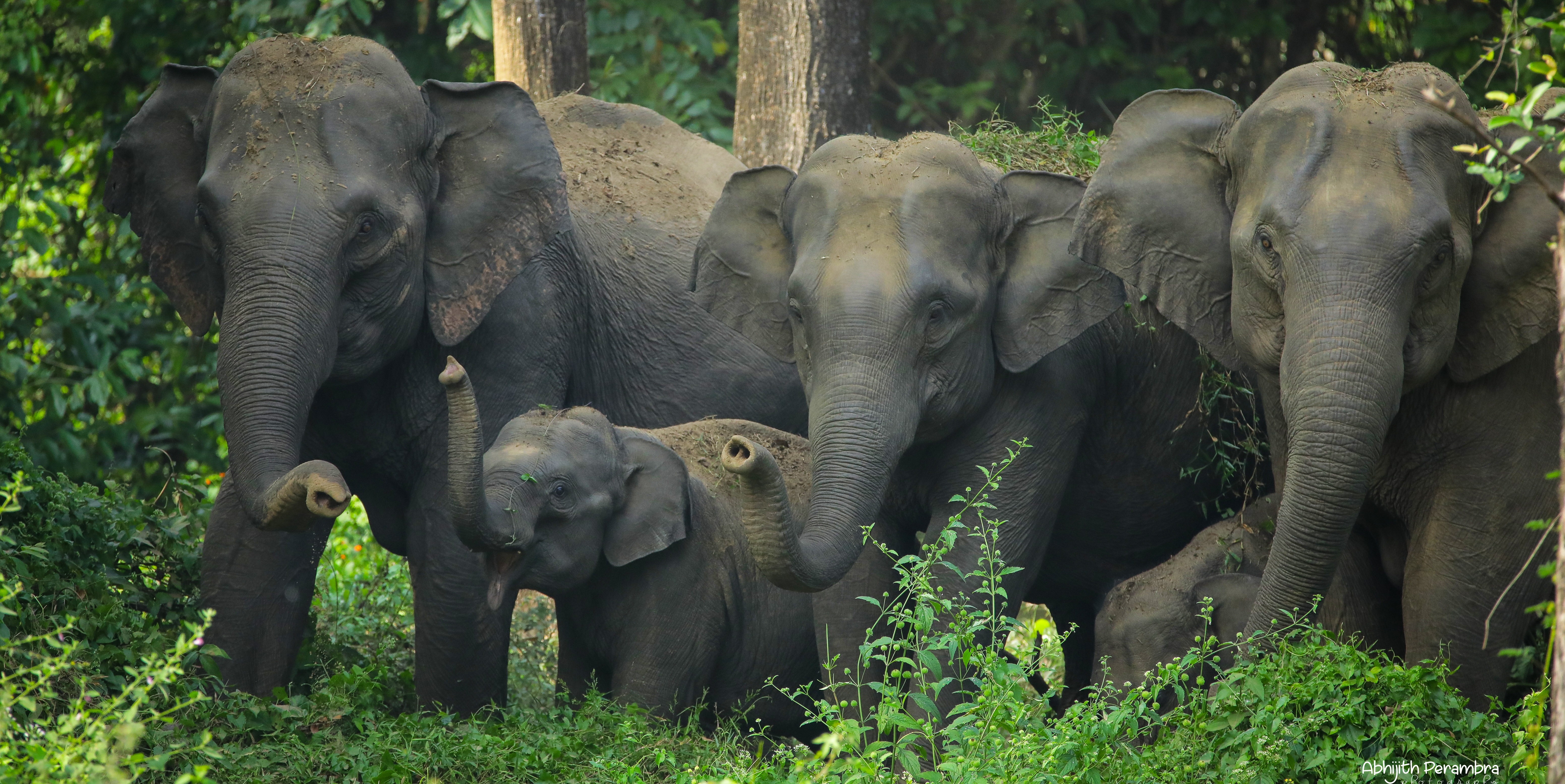 Trekking - Forest trail | Kozhikode Leisure Tourism