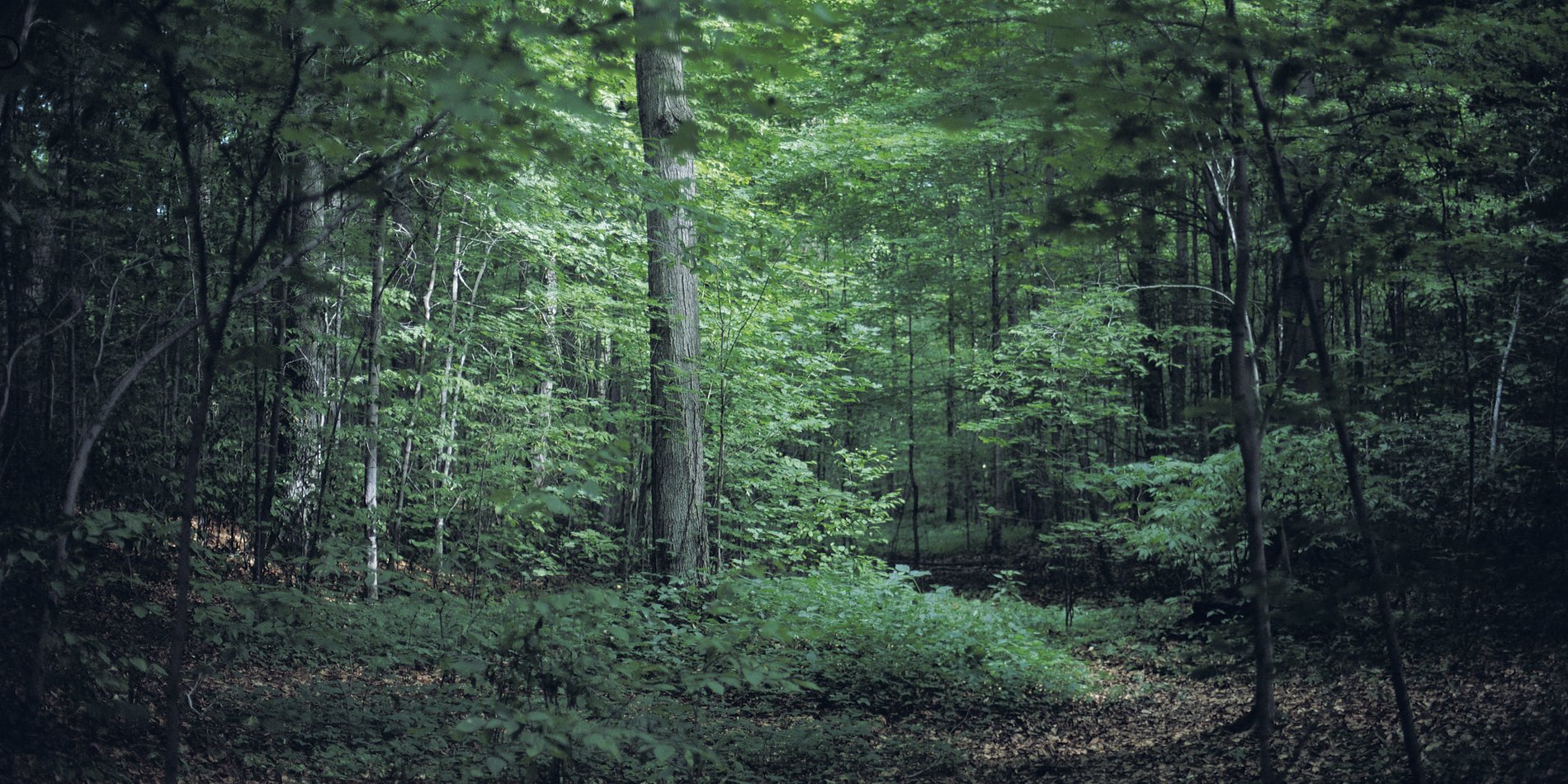 Sacred Groves | Kozhikode Leisure Tourism